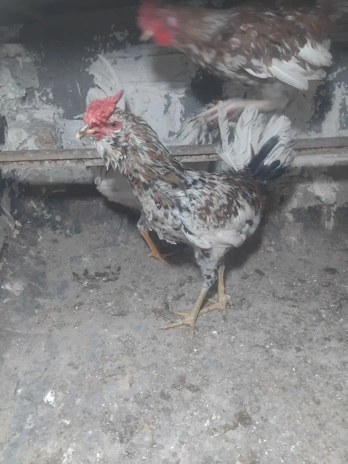 معاوضه خروس|حیوانات مزرعه|محمدشهر, جعفرآباد|دیوار