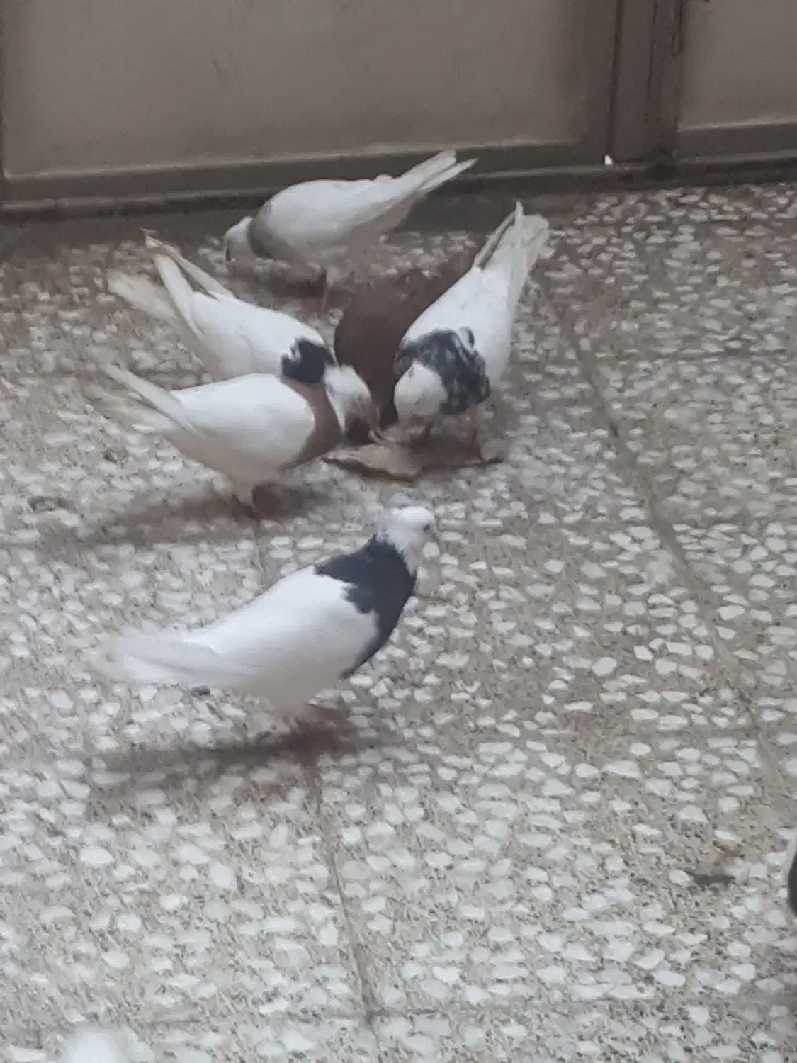 طوقی هفت رنگ زرد سیاه|پرنده|باوی, |دیوار