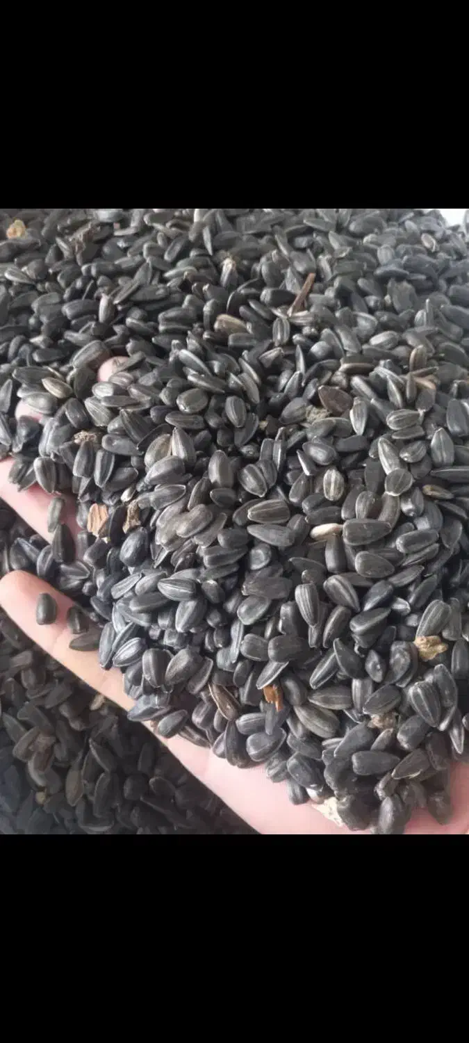 تخمه آفتاب گردان سورت شده|خوردنی و آشامیدنی|کلاله, |دیوار