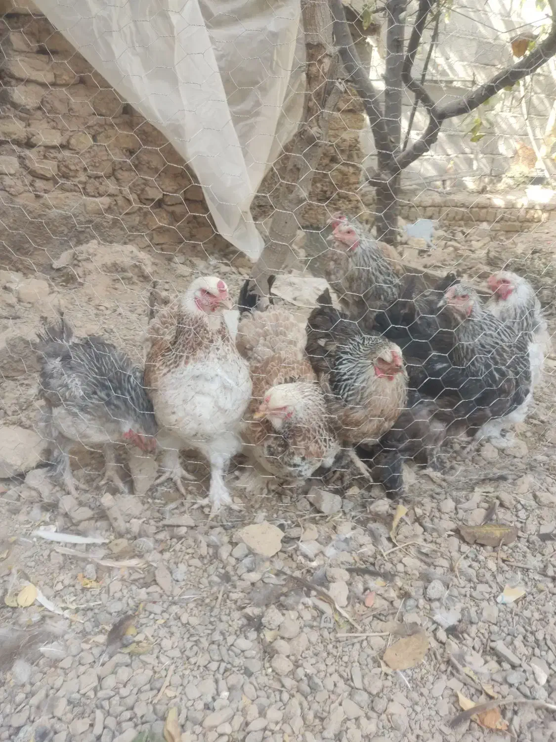 مرغ برهما|پرنده|مشهد, کلاکوب|دیوار