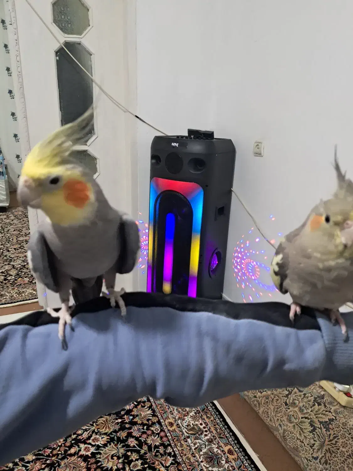 یه جفت عروس هلندی|پرنده|الوند, |دیوار