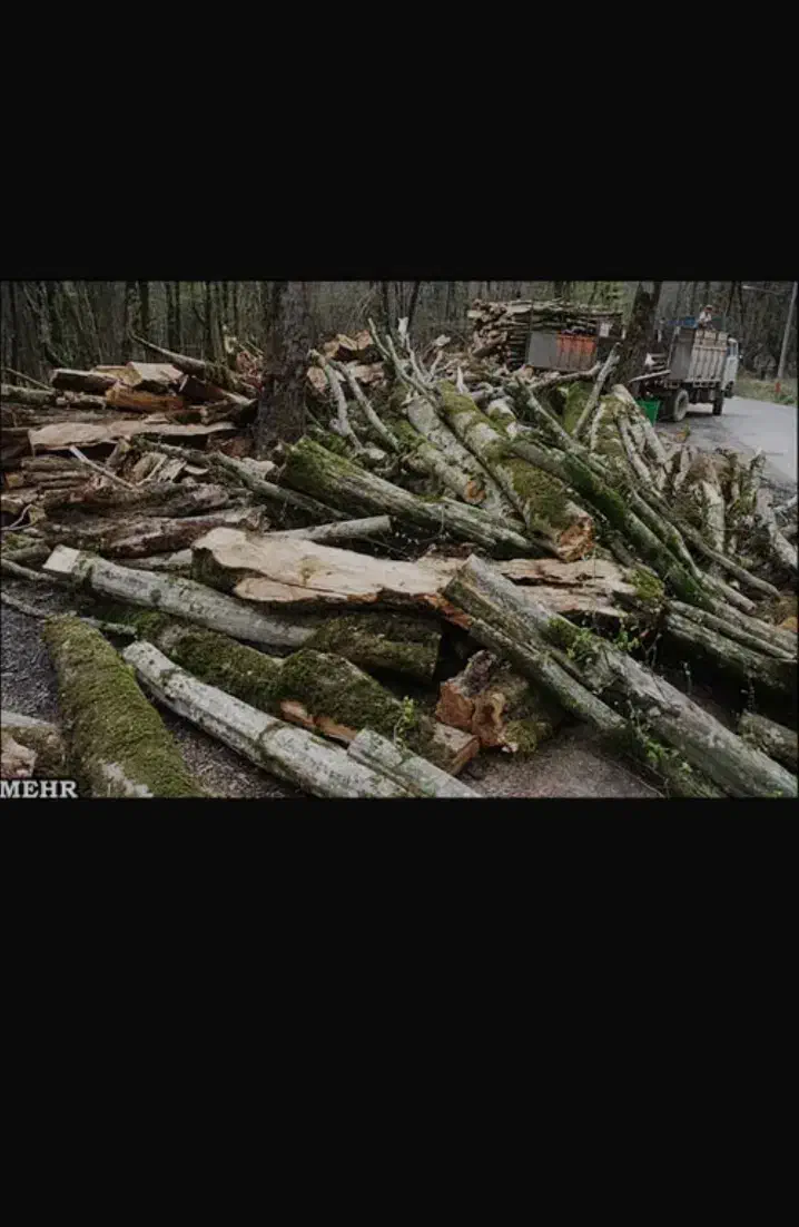 خرید برش درخت با قیمت مناسب و نقدی در هر منطقه|خدمات باغبانی و درختکاری|تبریز, |دیوار