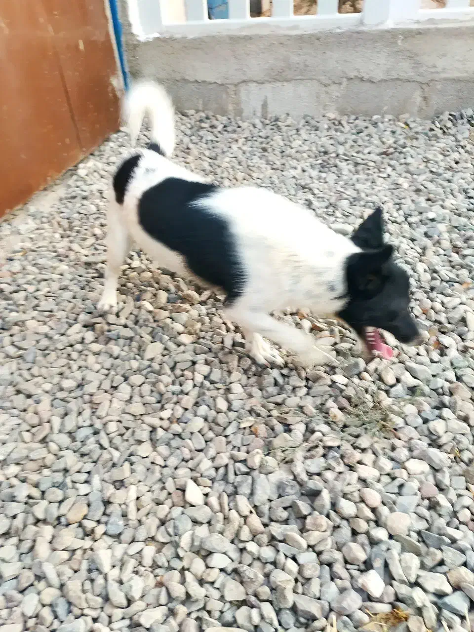 سگ پاکوتاه|سگ|مرند, |دیوار