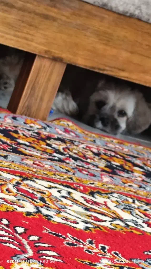 سگ شیتزو پامر خیلی باهوش سه ماهه|سگ|شیراز, دست خضر|دیوار