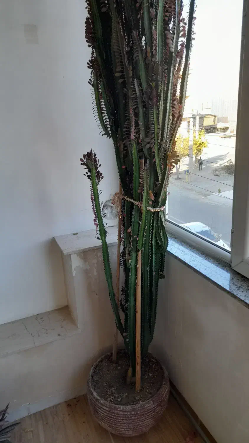 گل طبیعی و خانگی|گل و گیاه طبیعی|اشنویه, |دیوار