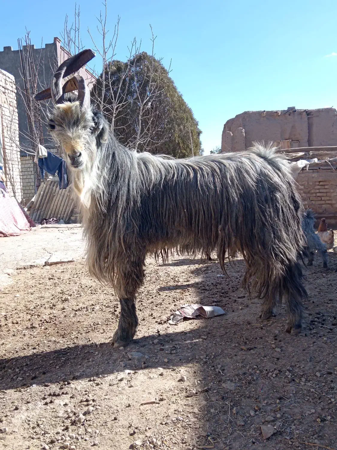 دوبر، پازن، پیشرو|حیوانات مزرعه|دهاقان, |دیوار