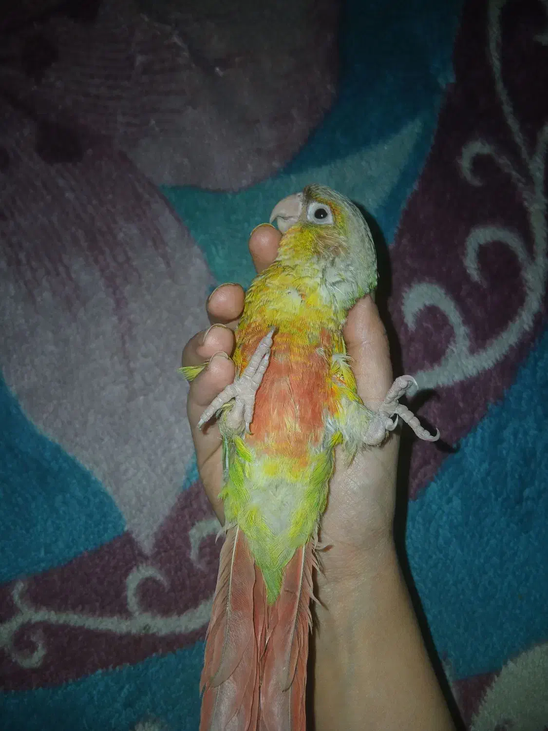 گیرینچیک|پرنده|قم, هنرستان|دیوار