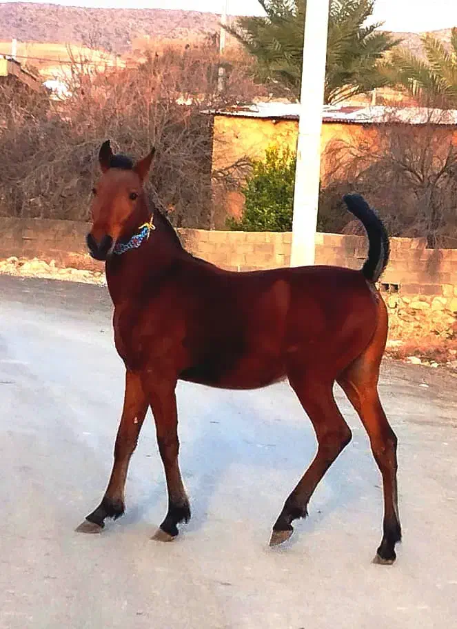 اسب مادیون به همراه کره|اسب و تجهیزات اسب‌سواری|بوشهر, |دیوار