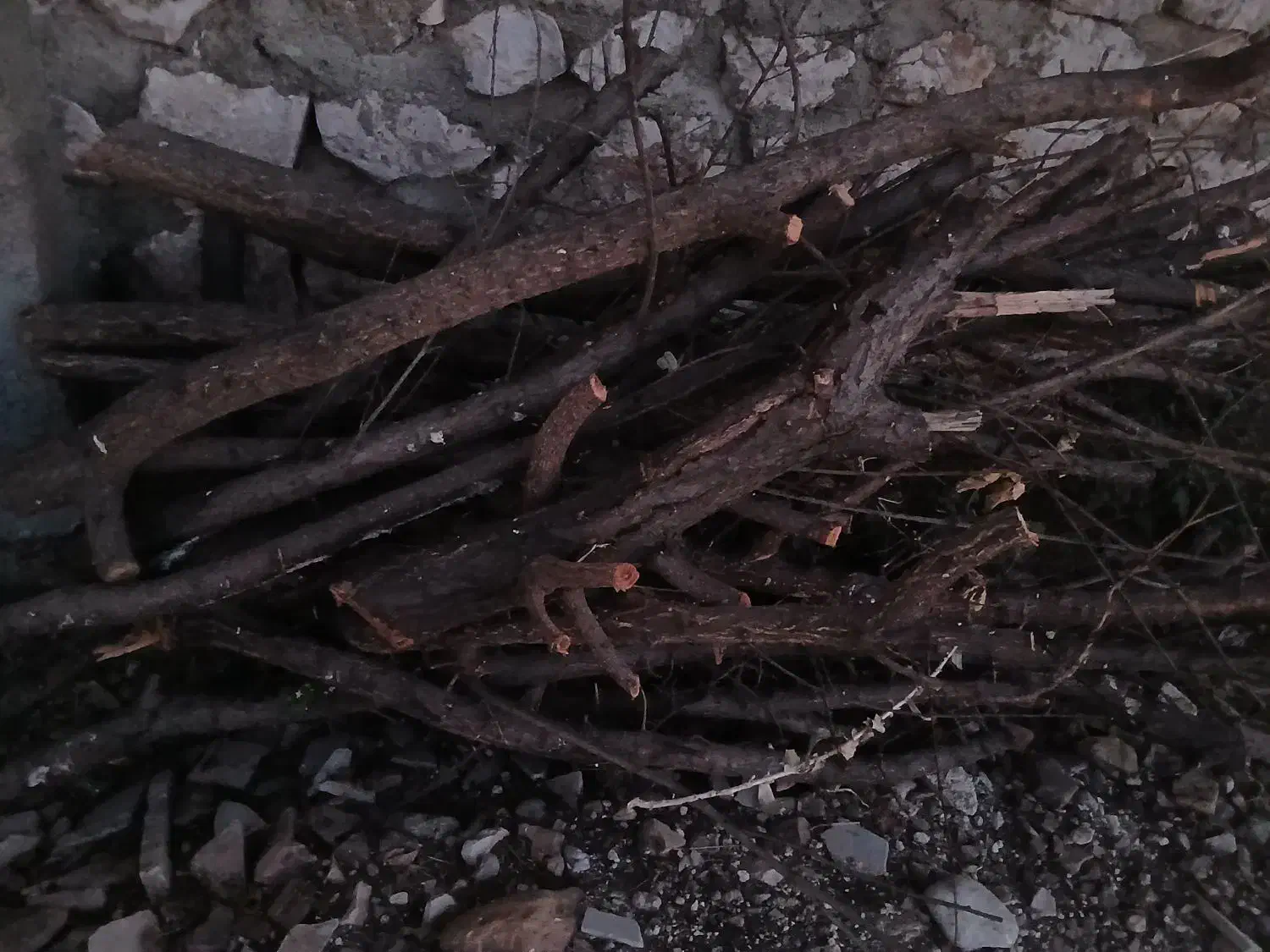 فروش چوب درخت میوه|گل و گیاه طبیعی|هرسین, |دیوار