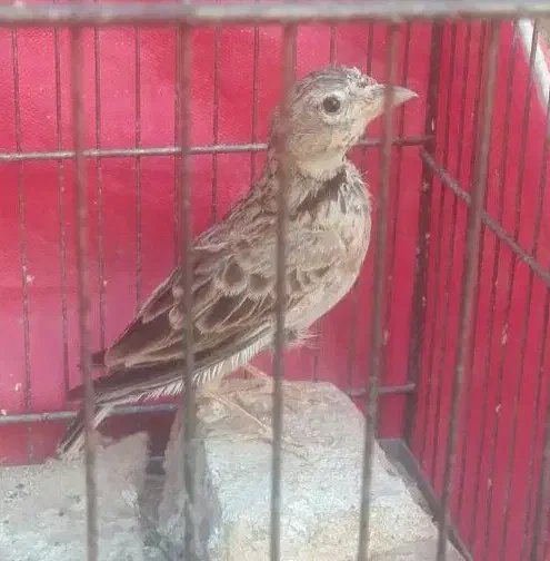 سهره خاکی نر قناری|پرنده|اهواز, آریاشهر|دیوار