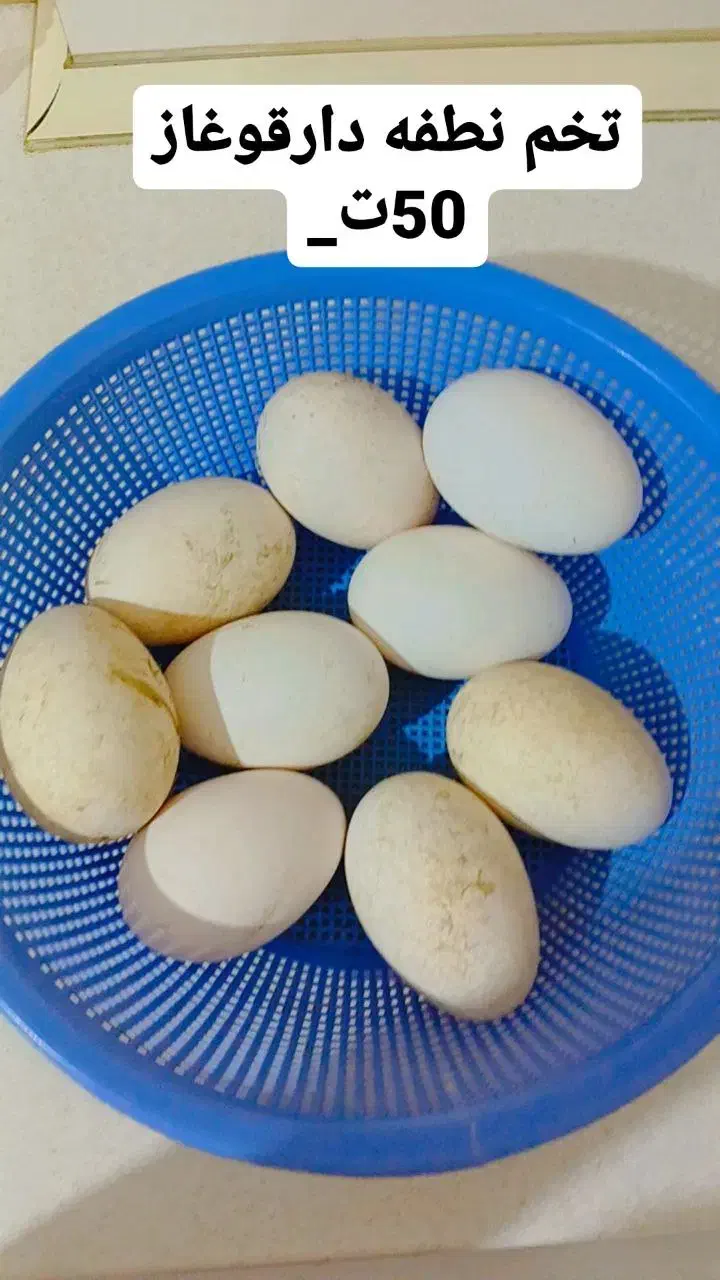 تخم قوغاز|حیوانات مزرعه|ماکو, |دیوار