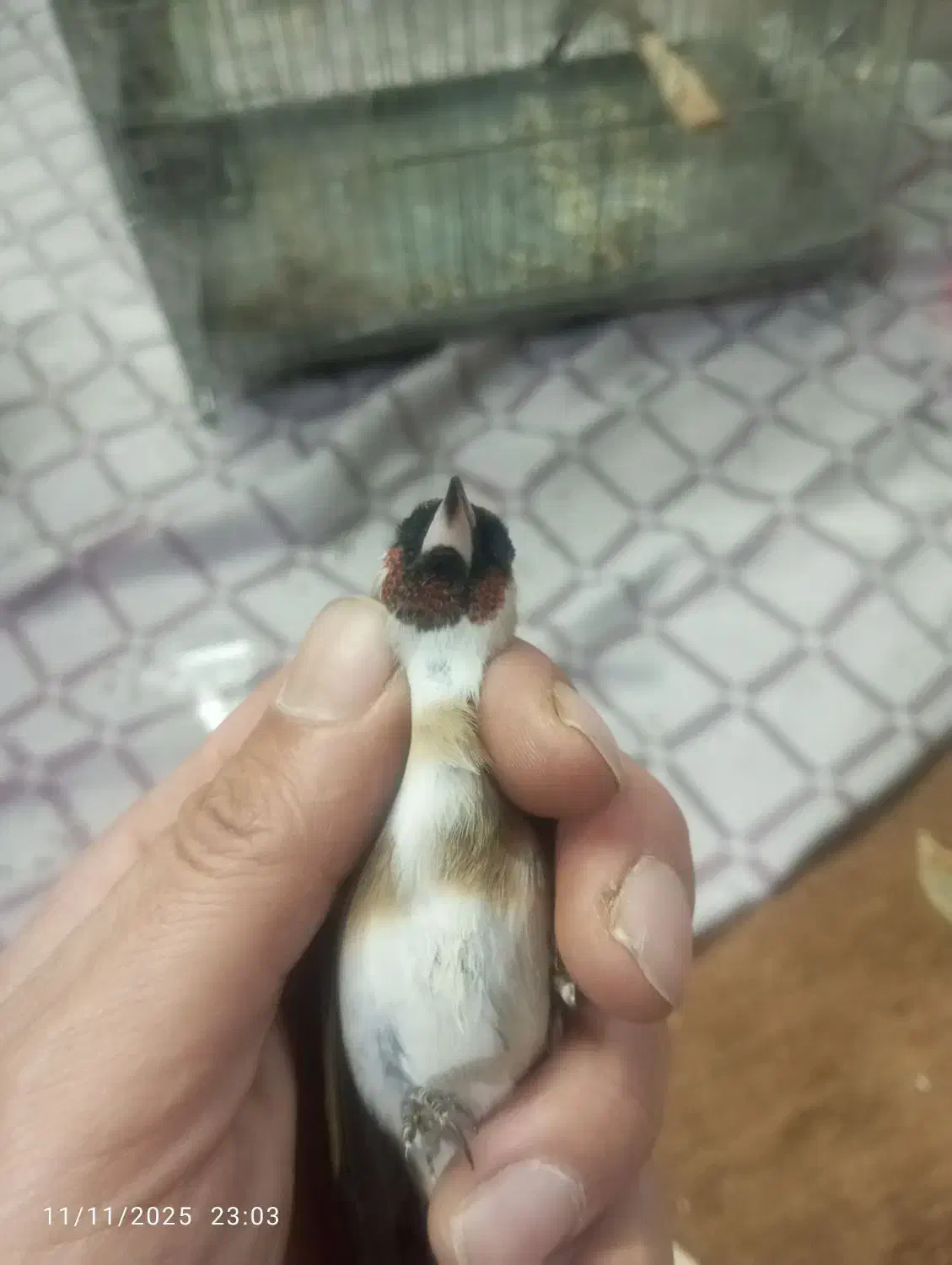 قفس سهره پاییزه|پرنده|بروجرد, |دیوار