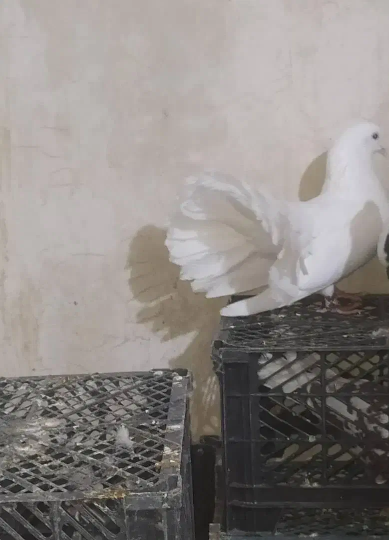 دم چتر پاک سفید|پرنده|سیب و سوران, |دیوار