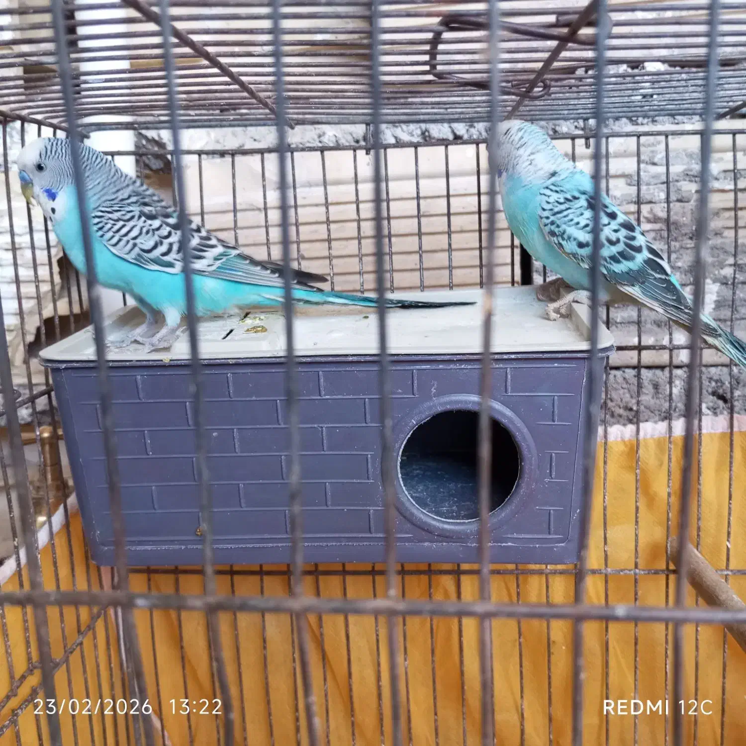 مرغ عشق|پرنده|ایذه, |دیوار