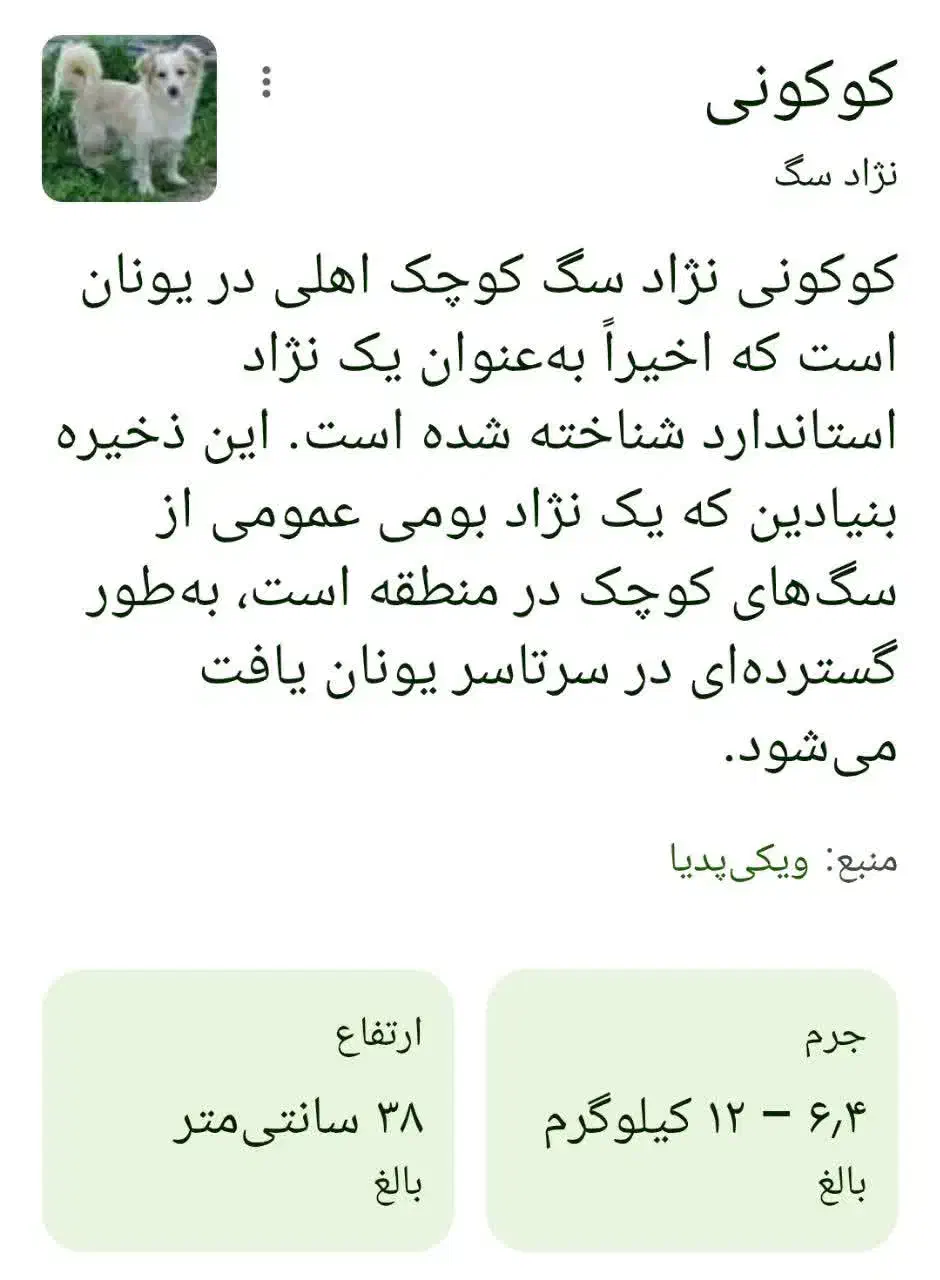 سگ کوکونی|سگ|یاسوج, |دیوار