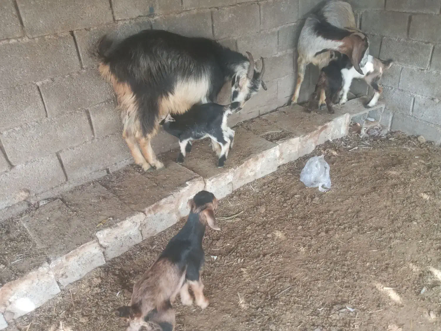 بز دوقلو|حیوانات مزرعه|بهبهان, |دیوار