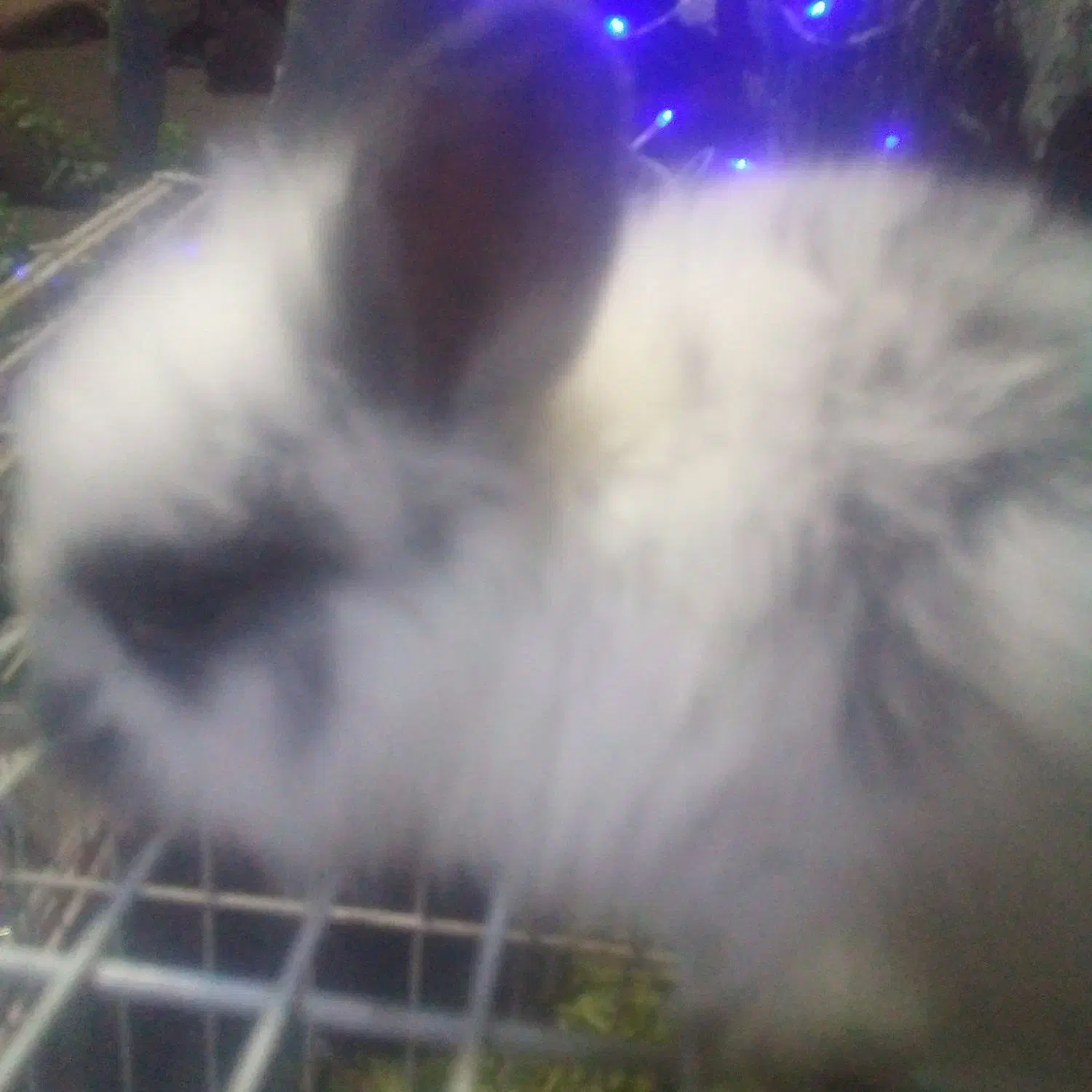 بچه خرگوشهای لوپ بامزه واکسن خوردن|موش و خرگوش|هشتگرد, تهران دشت|دیوار