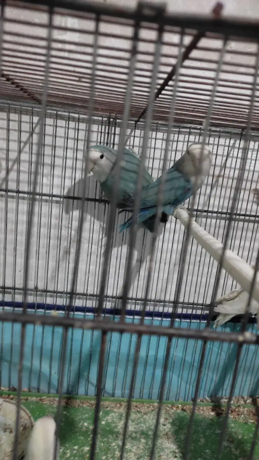 یک جفت طوطی برزیلی|پرنده|شیراز, قالیشویی|دیوار