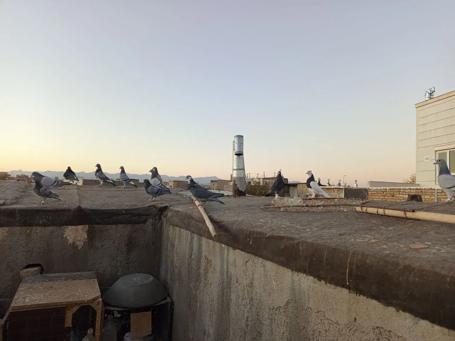 سلام 16حیون پرشی به زمانت حیوان شب روز ندارن|پرنده|تربت‌حیدریه, ده پائین|دیوار