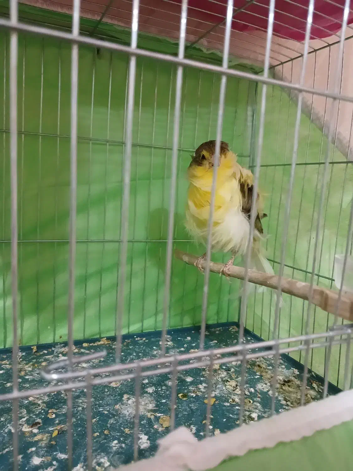 قناری نر جوجه|پرنده|قرچک, مهدیه|دیوار