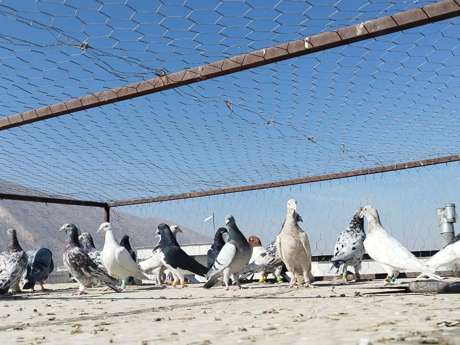 کفتر درجه یک روزگاری|پرنده|مرودشت, قانون|دیوار