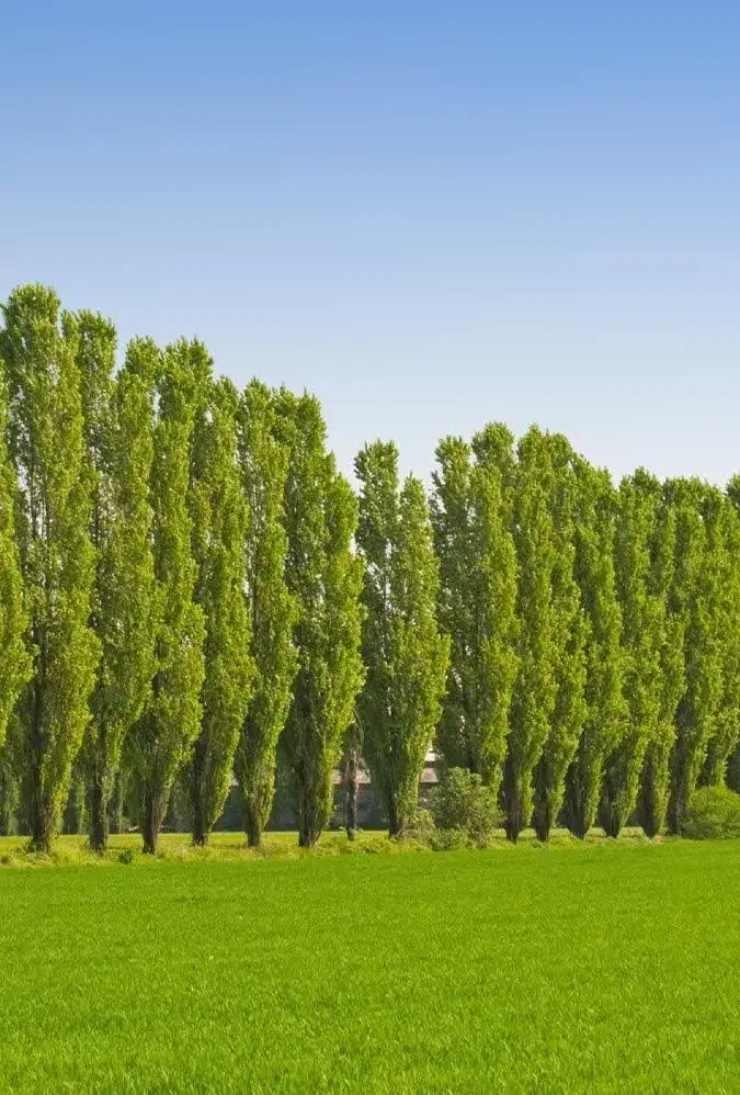 صنوبر ۱ الی ۱/۵متری به قیمت ۱۵ هزار تومان|خدمات باغبانی و درختکاری|فیروزکوه, |دیوار