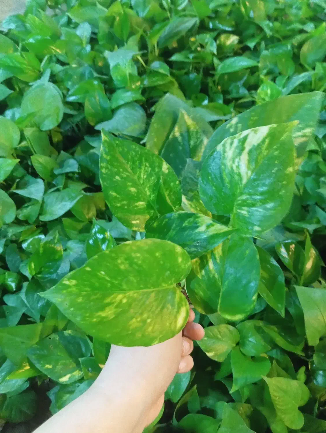 گل پتوس سبز و ابلق با قیمت فقط و فقط ۴۰ هزار تومن|گل و گیاه طبیعی|رشت, حمیدیان|دیوار