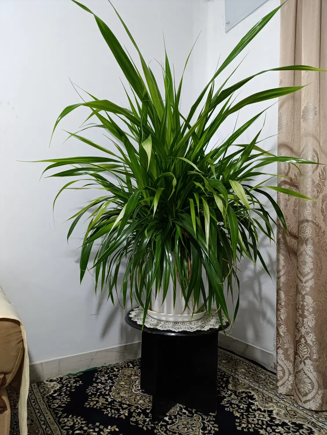 گل طبیعی|گل و گیاه طبیعی|سنندج, |دیوار
