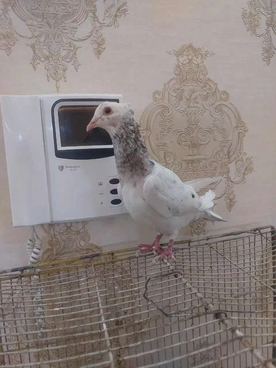 کفترا ماده همه|پرنده|نیشابور, شهرکهنه|دیوار