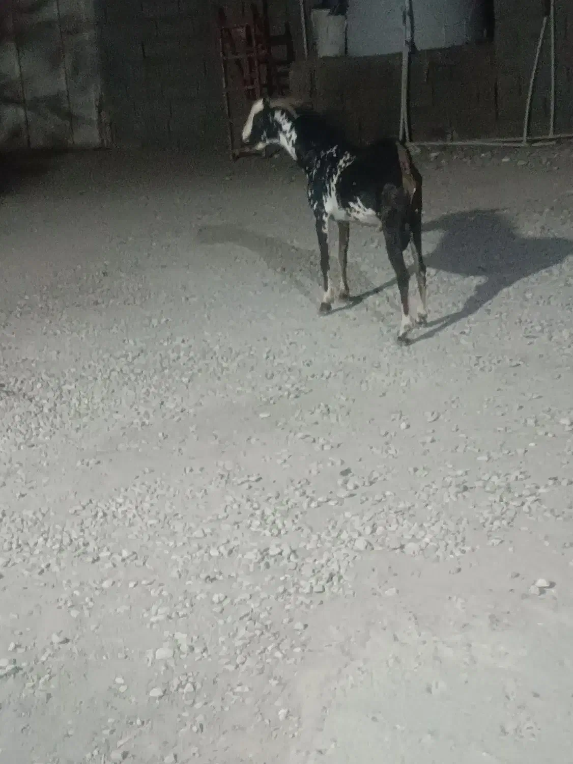 نری|حیوانات مزرعه|قلعه قاضی, |دیوار