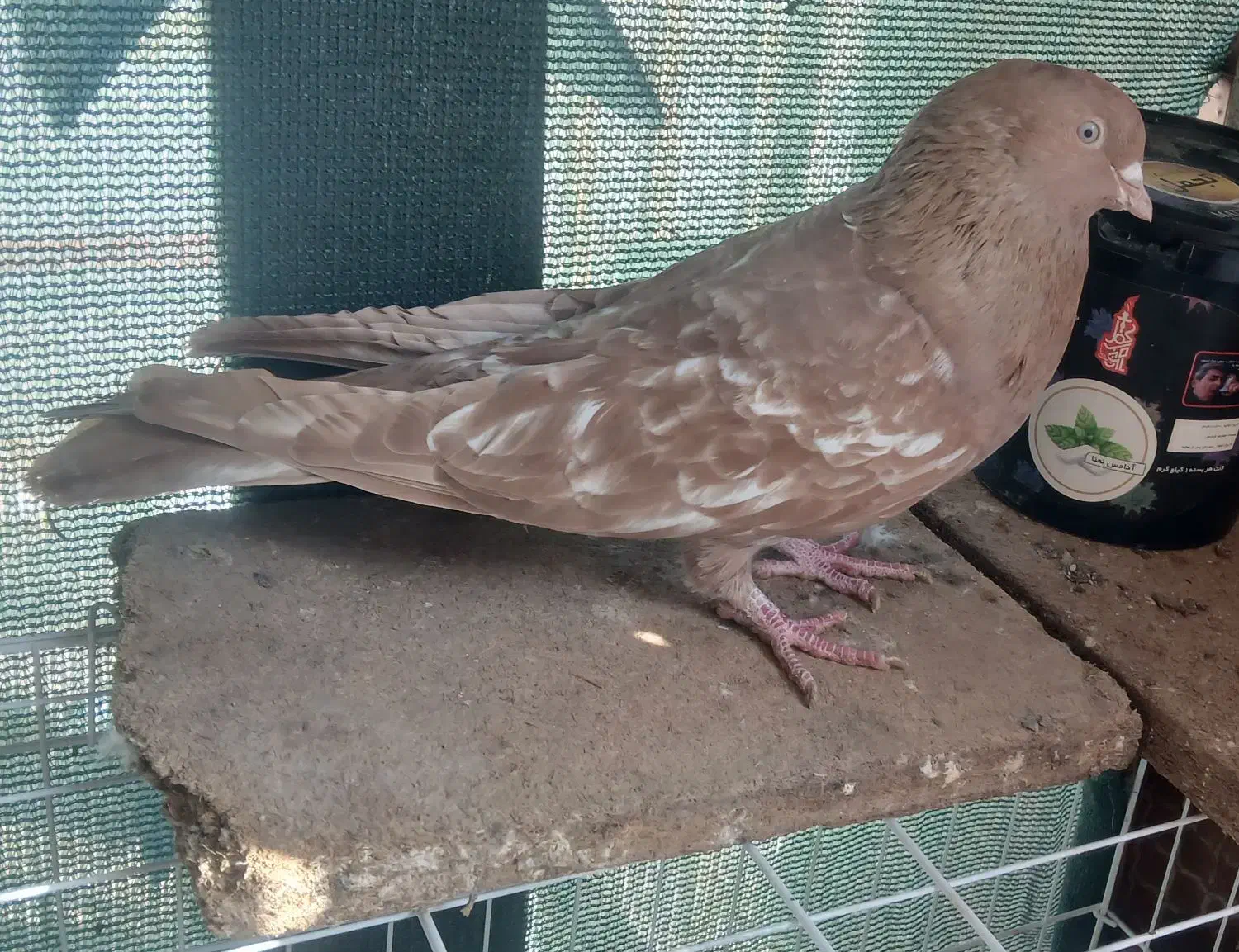 کبوتر تاب|پرنده|حمیدیه, |دیوار