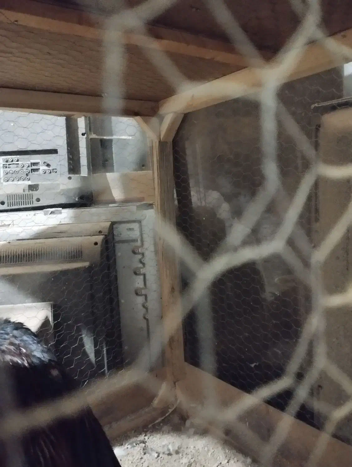 قفس چوبی محکم|لوازم جانبی حیوانات|خرمدره, |دیوار