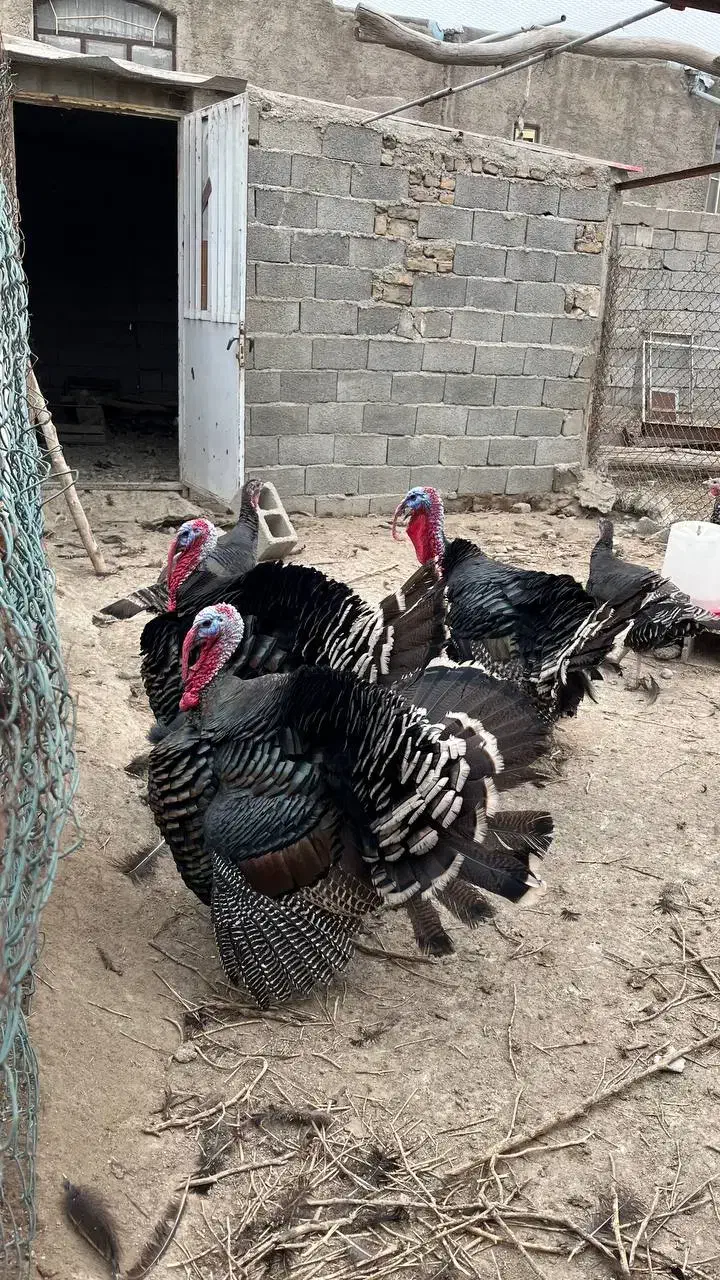 بوقلمون نر و ماده|حیوانات مزرعه|هشتگرد, تهران دشت|دیوار