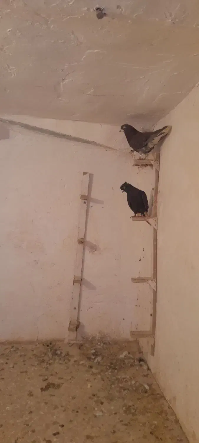 کفتر نرسوراخ|پرنده|چترود, |دیوار