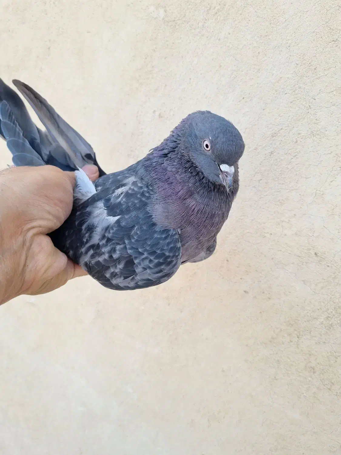 کفتر گرفتنی|پرنده|تهران, جیحون|دیوار