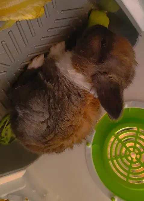 خرگوش مینیاتوری|موش و خرگوش|پیشوا, |دیوار