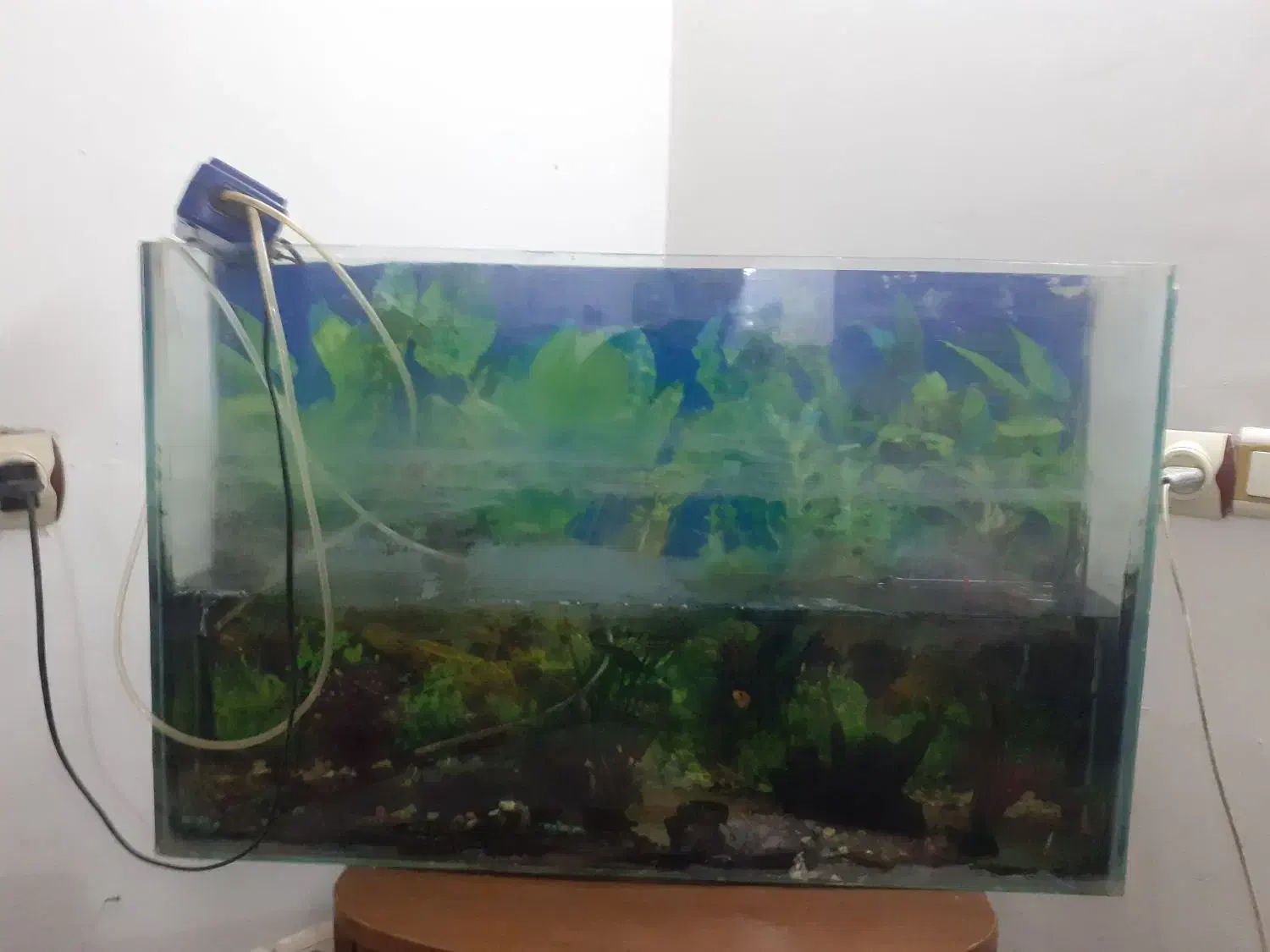 آکواریوم|لوازم جانبی حیوانات|کرج, شهرک البرز ۳|دیوار