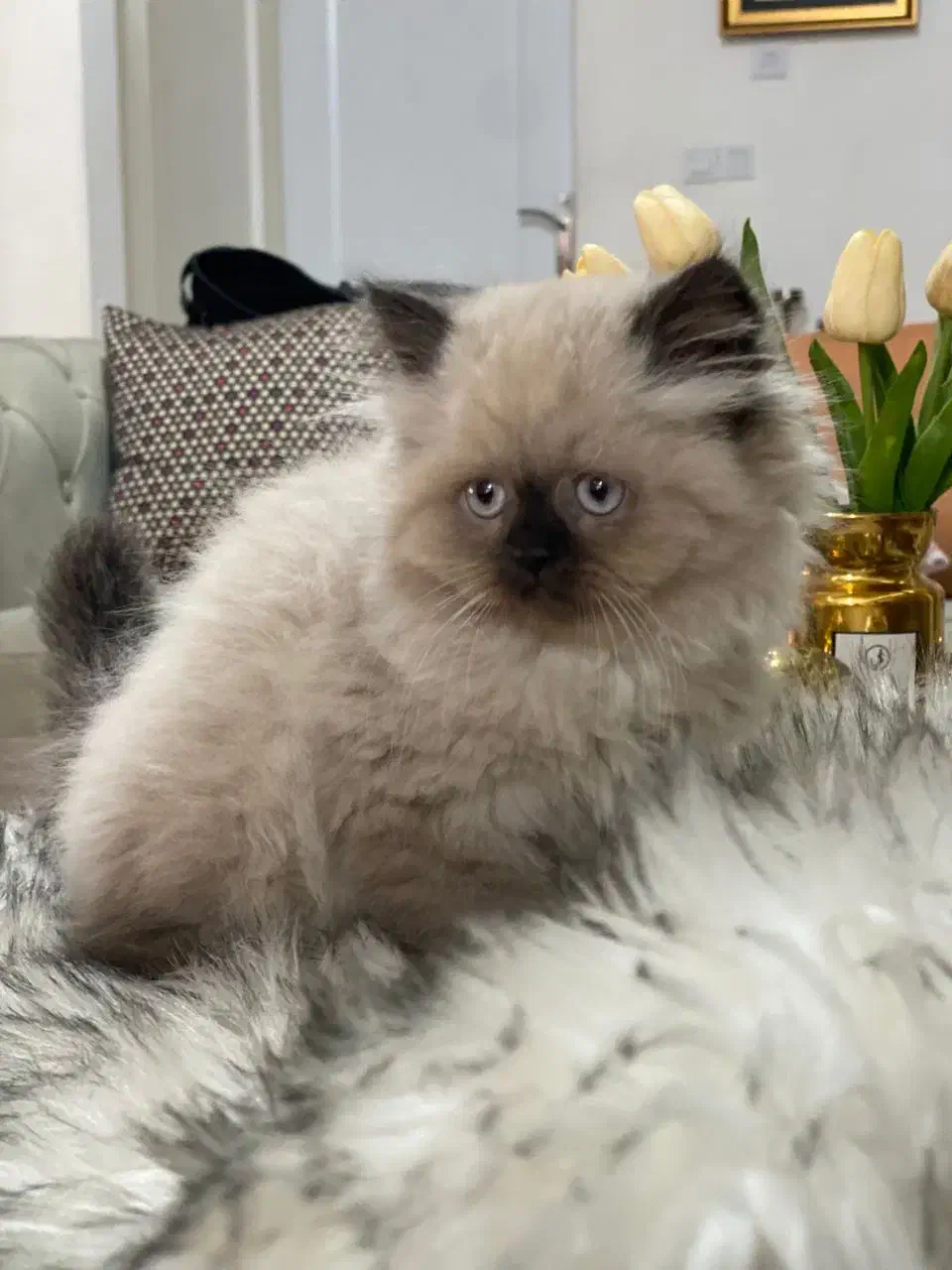 فروش1 بچه گربه اسکاتیش هیمالین اصیل و سالم ماده|گربه|کرمان, |دیوار