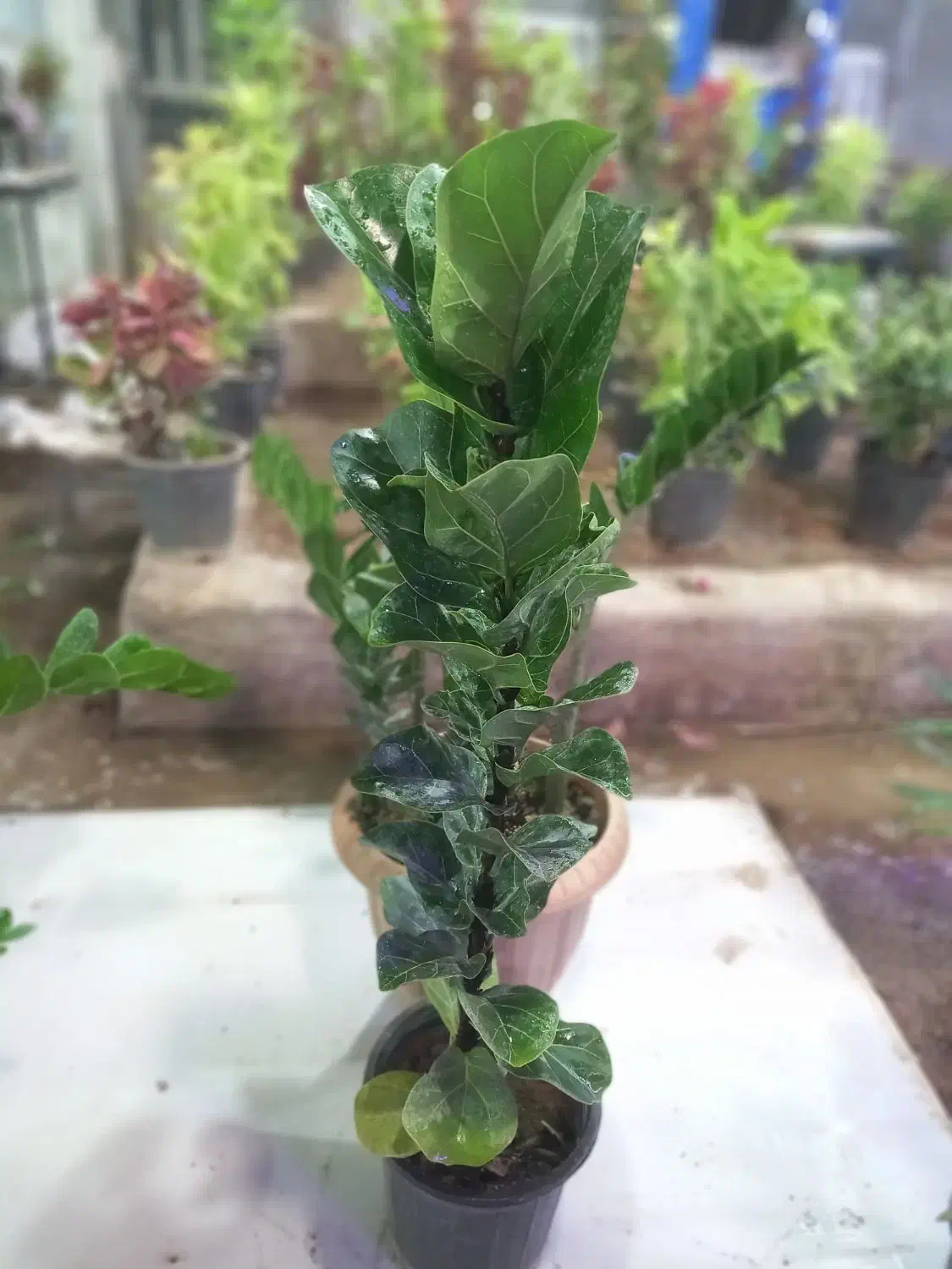 فروش تک وعمده انواع گل و گیاه به قیمت مناسب|خدمات باغبانی و درختکاری|قم, چهل درخت|دیوار