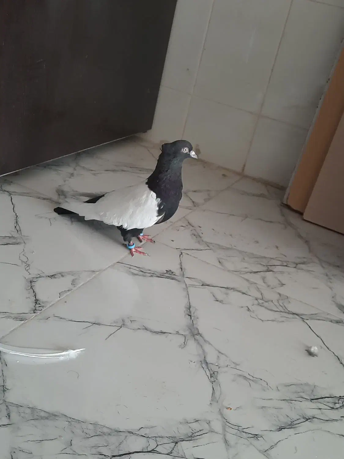 سینه سیاه|پرنده|شیراز, حومه شیراز|دیوار