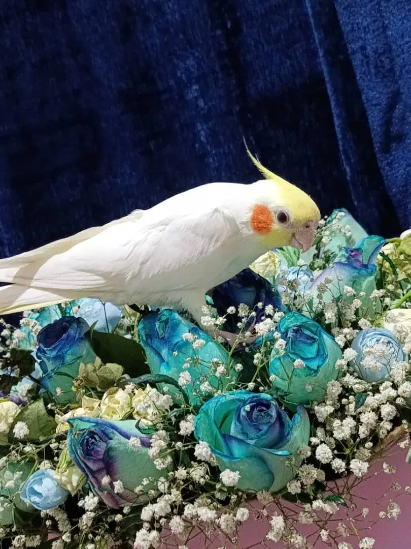 عروس هلندی سخنگو دستی|پرنده|دوگنبدان, |دیوار