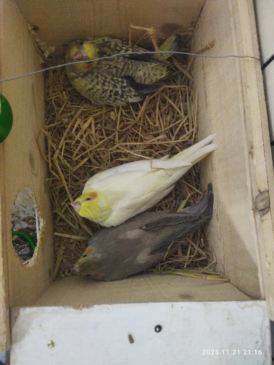 سه جوجه یک ماه عروس هلندی|پرنده|قائم‌شهر, |دیوار