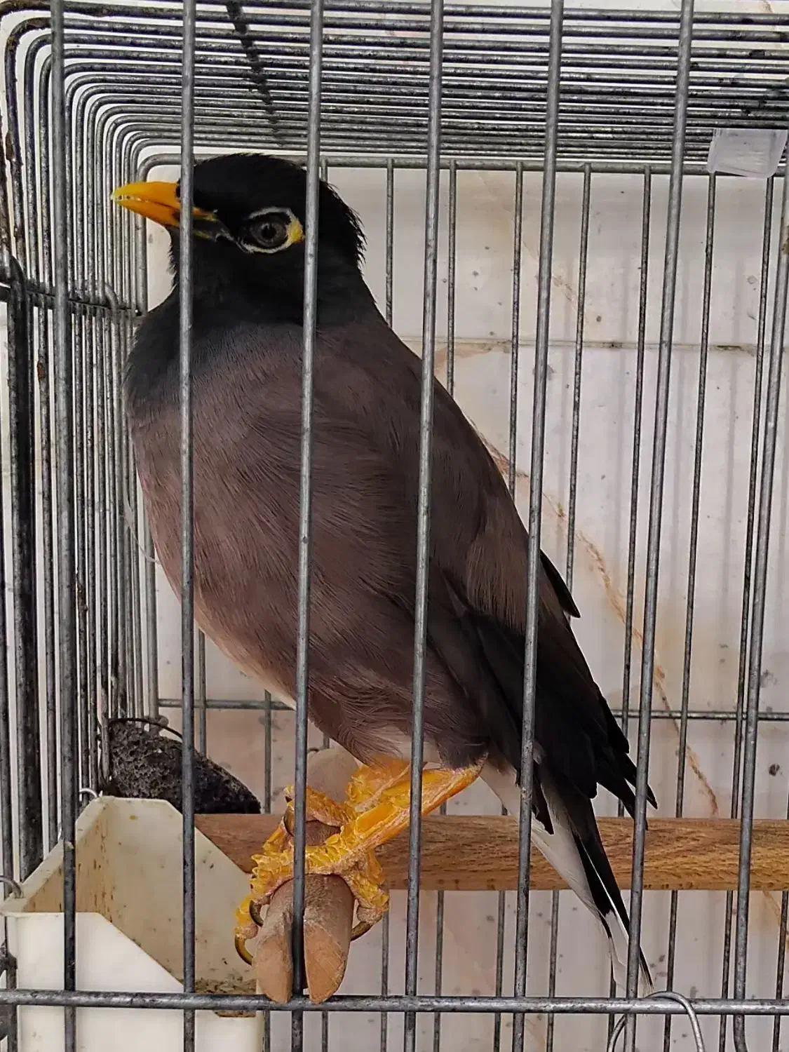 مینا سخنگو|پرنده|شیراز, شهرک بهار|دیوار