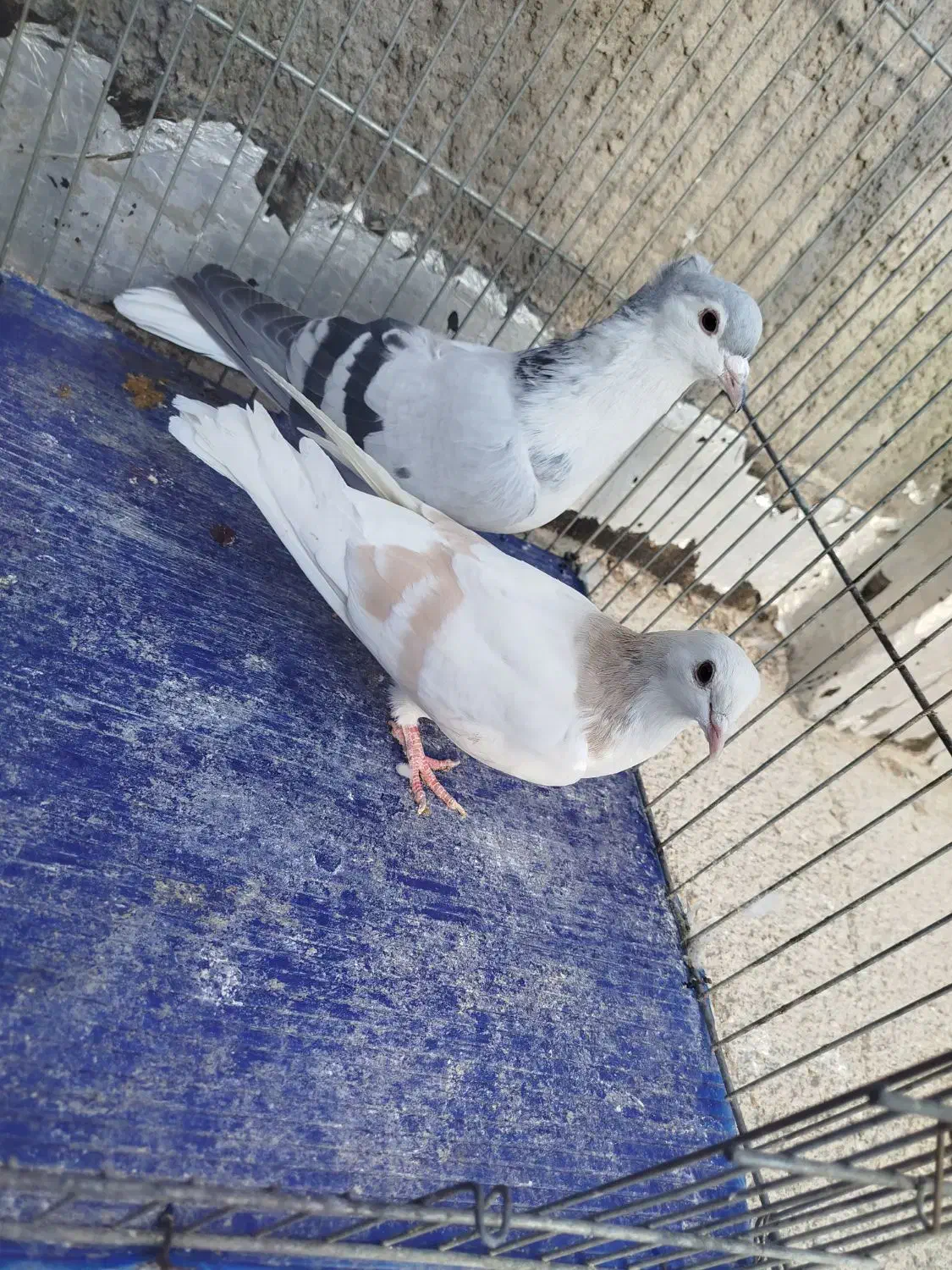 کبوتر|پرنده|بجنورد, |دیوار