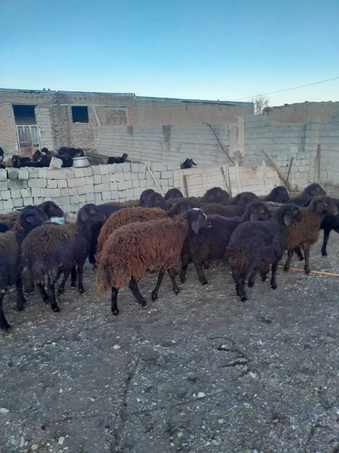 فروش بوقلمو|حیوانات مزرعه|نقده, |دیوار