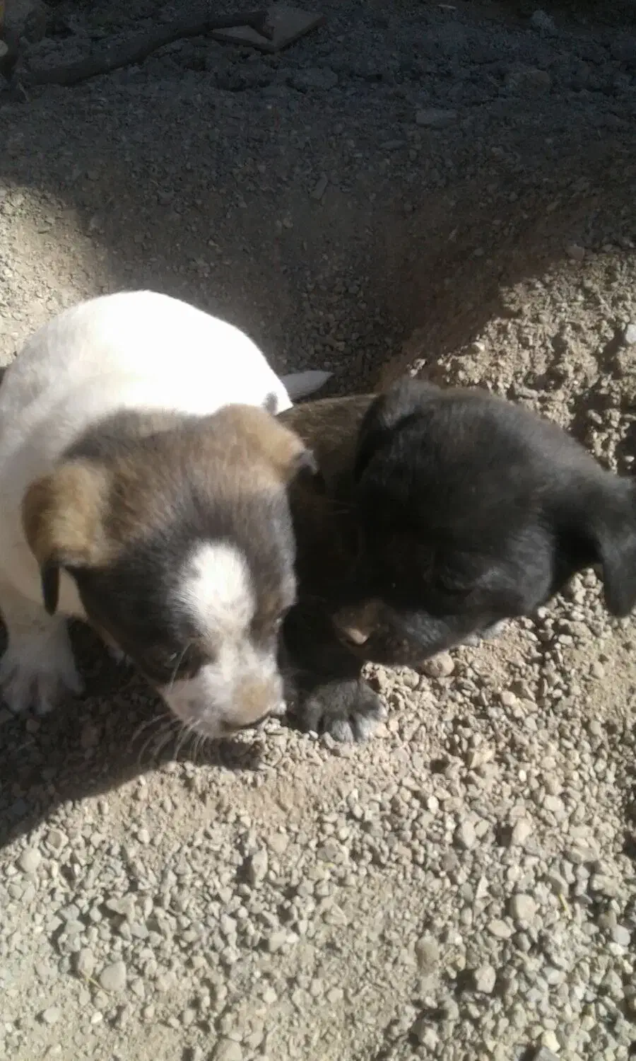 واگزاری سگ|سگ|خرمدره, |دیوار