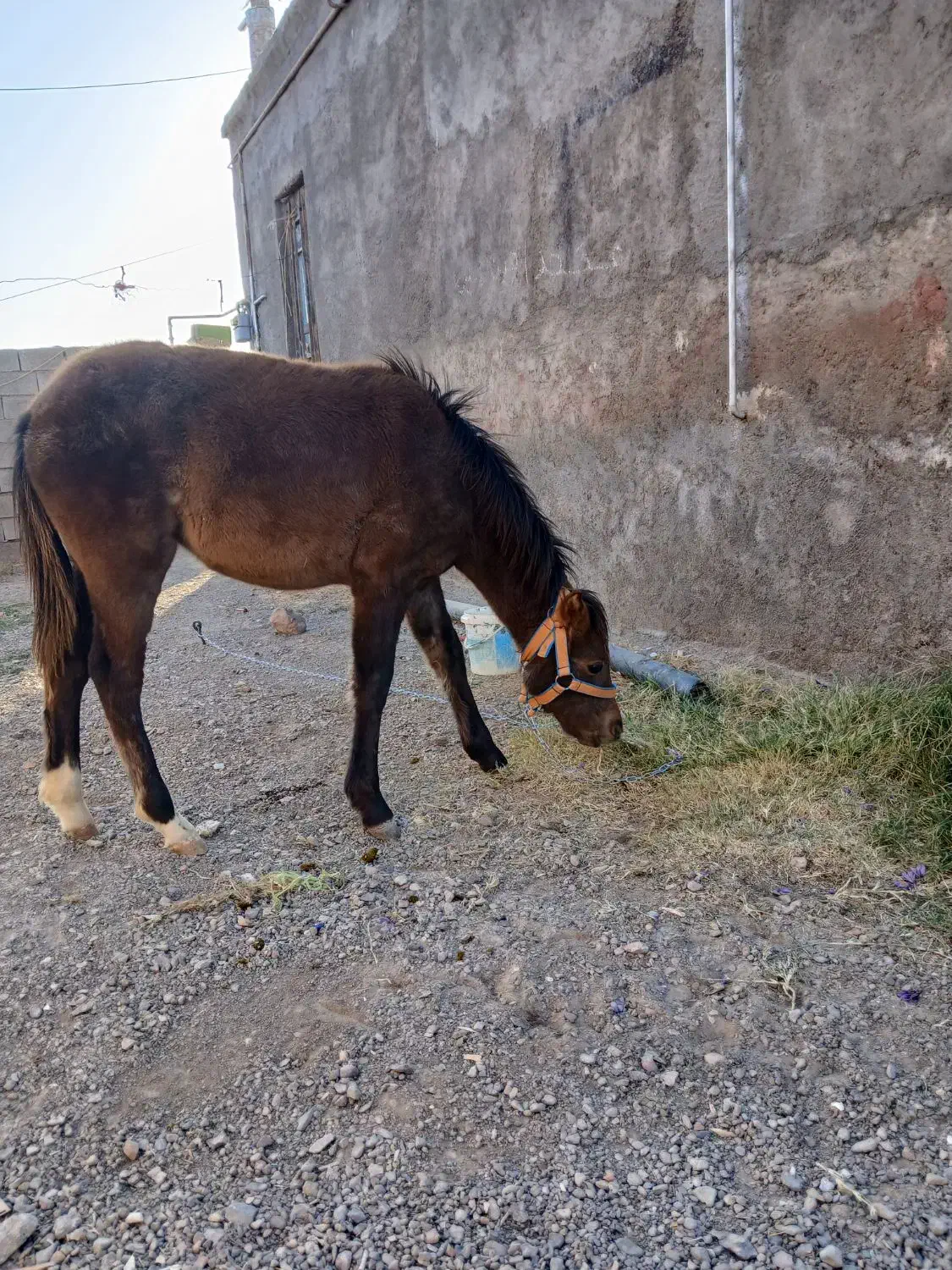 کره ۵ماهه مادیون|اسب و تجهیزات اسبسواری|تربت جام, میان جام|دیوار