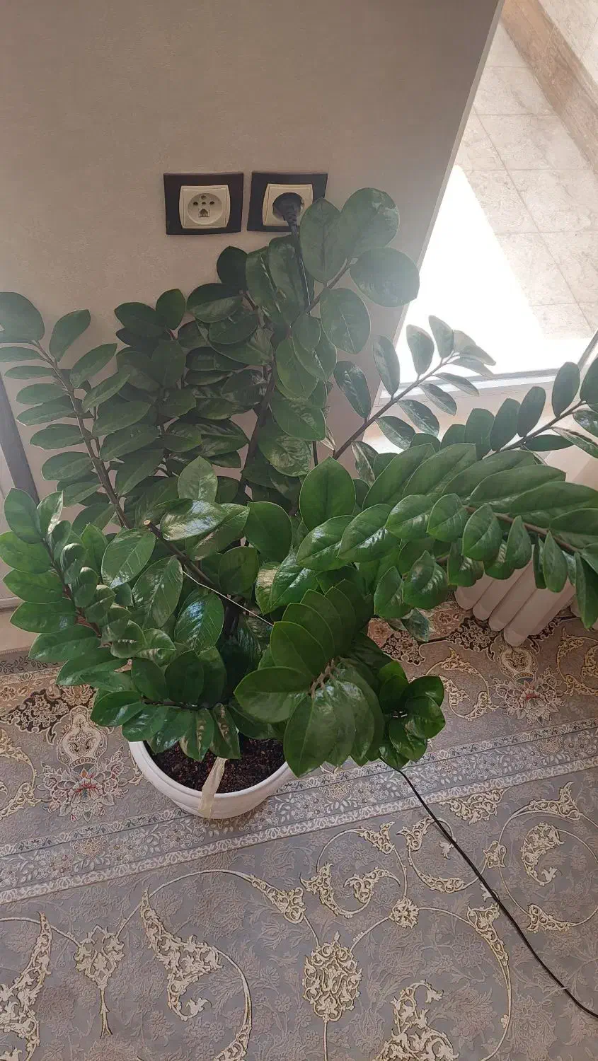 زاموفیلیا سبز|گل و گیاه طبیعی|شاهین‌شهر, فردوسی|دیوار