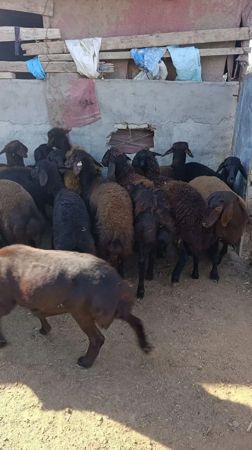 15راس توقلی ماده پای قوچ|حیوانات مزرعه|سیمین شهر, |دیوار