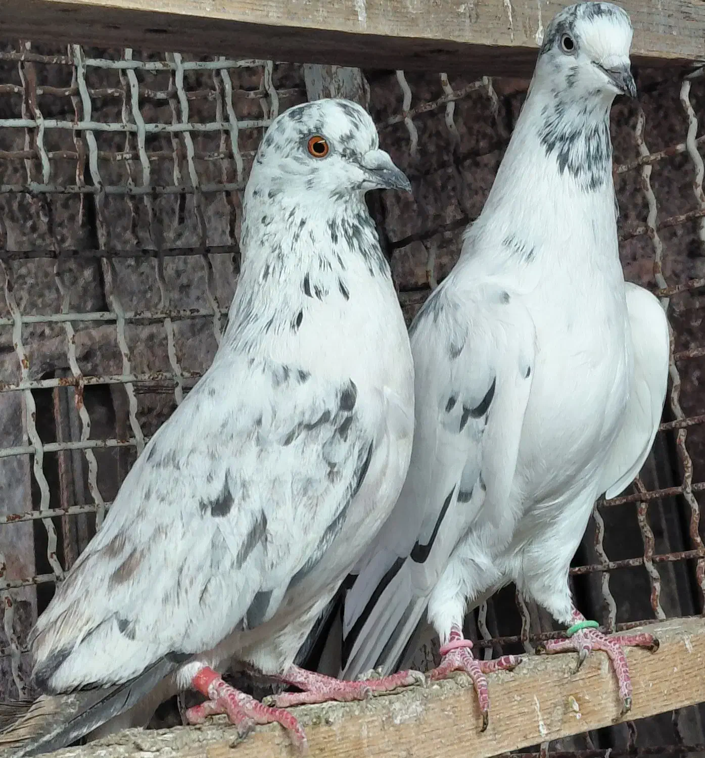 کبوتر  قاره و قوچی|پرنده|قائم‌شهر, |دیوار